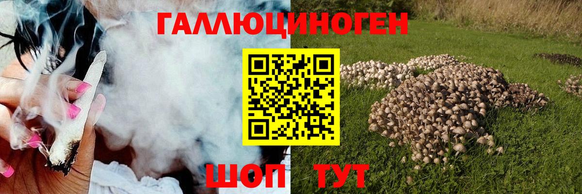 Галлюциногенные грибы Psilocybine cubensis Светлоград